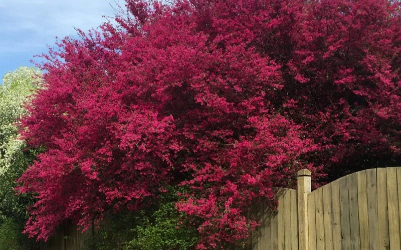Zhuzhou Loropetalum (Chinese Fringeflower) - 7 Gallon Pot - Image 8