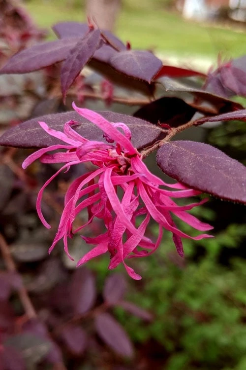 Zhuzhou Loropetalum (Chinese Fringeflower) - 7 Gallon Pot - Image 6