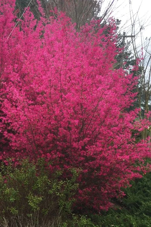 Zhuzhou Loropetalum (Chinese Fringeflower) - 7 Gallon Pot