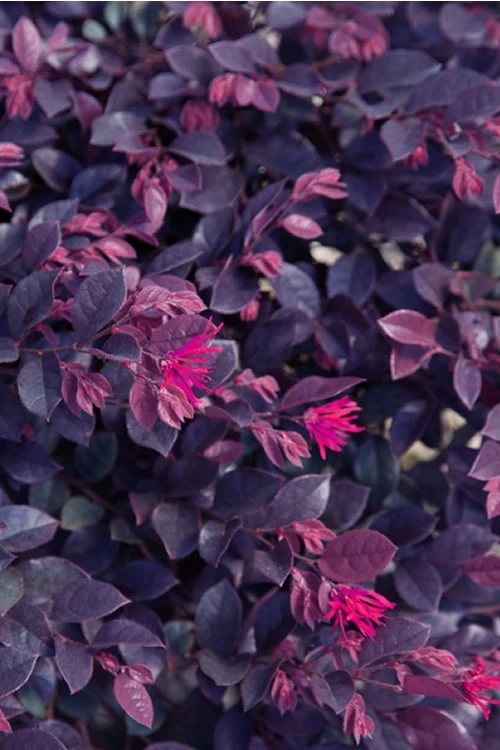 Purple Daydream Dwarf Loropetalum - 2 Gallon Pot