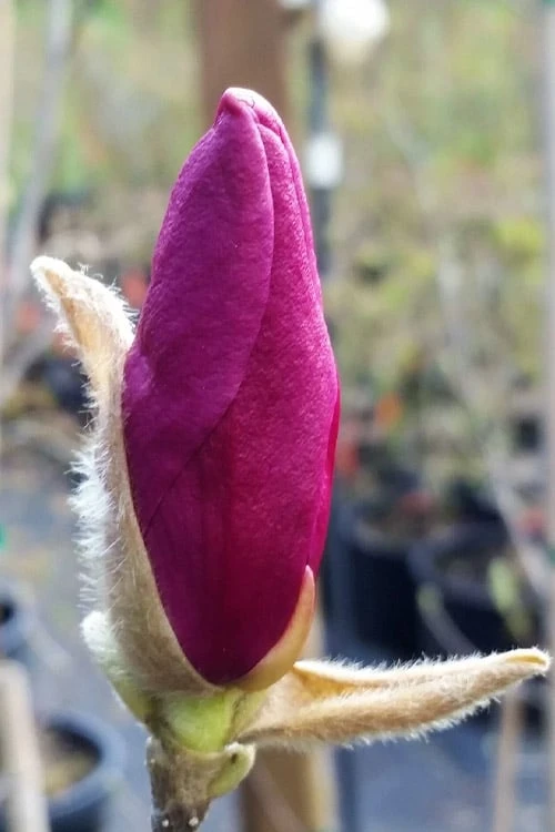 Betty Magnolia Tulip Tree - 1 Gallon Pot - Image 7