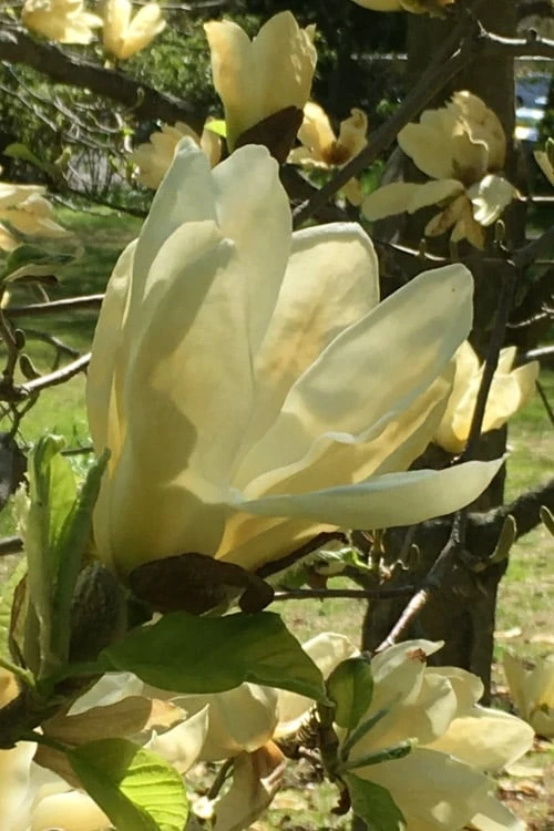 Elizabeth Magnolia (Tulip Tree) - 5 Gallon Pot - Image 10
