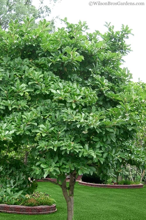 Centennial Star Magnolia - 1 Gallon Pot - Image 5