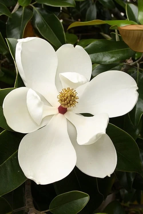 Teddy Bear Dwarf Southern Magnolia - 7 Gallon Pot (3-4') - Image 6
