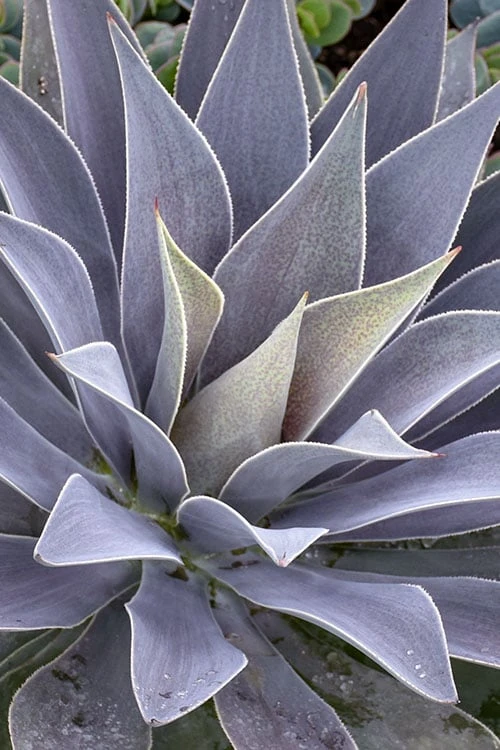 Lavender Lady Mangave - 1 Gallon Pot - Image 4