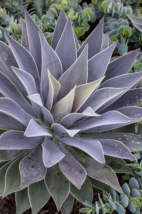 Lavender Lady Mangave - 1 Gallon Pot