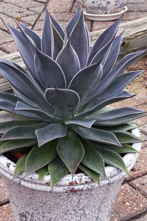 Lavender Lady Mangave - 1 Gallon Pot - Image 5