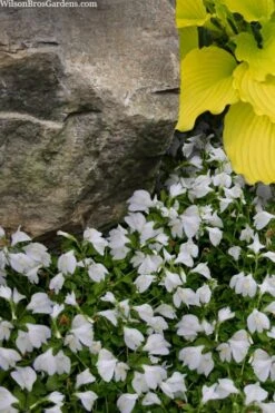 White Flowering Mazus - 6 Pack Of Pint Pots