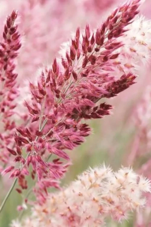 Savannah Ruby Grass (Melinus Nerviglumis) - 6 Pack Of 1 Gallon Pots - Image 5