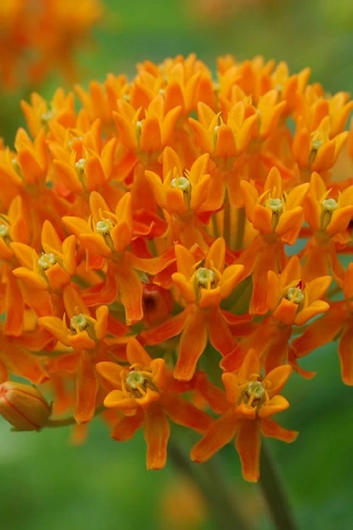 Orange Butterfly Milkweed (Asclepias Tuberosa) - 6 Pack Of 2.5 Quart Pots - Image 7