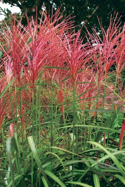 Flame Grass (Miscanthus 'Purpurascens') - 6 Pack Of 1 Gallon Pots - Image 5