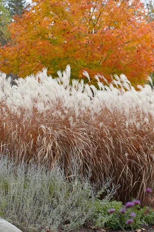 Flame Grass (Miscanthus 'Purpurascens') - 6 Pack Of 1 Gallon Pots - Image 6