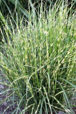 Bandwidth Dwarf Zebra Grass - 1 Gallon Pot