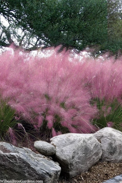 Pink Muhly Grass - Cotton Candy Grass - 1 Gallon Pot - Image 7
