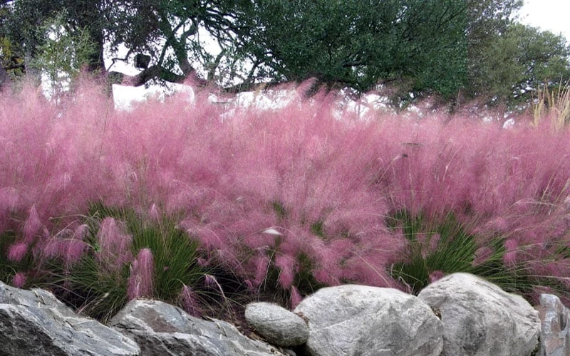 Pink Muhly Grass (Cotton Candy Grass) - 16 Pack Of 1 Gallon Pots - Image 4
