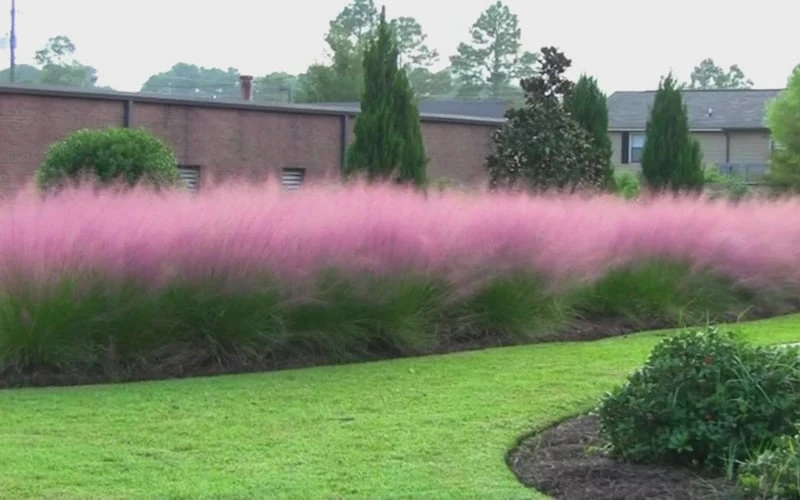 Pink Muhly Grass (Cotton Candy Grass) - 16 Pack Of 1 Gallon Pots - Image 9