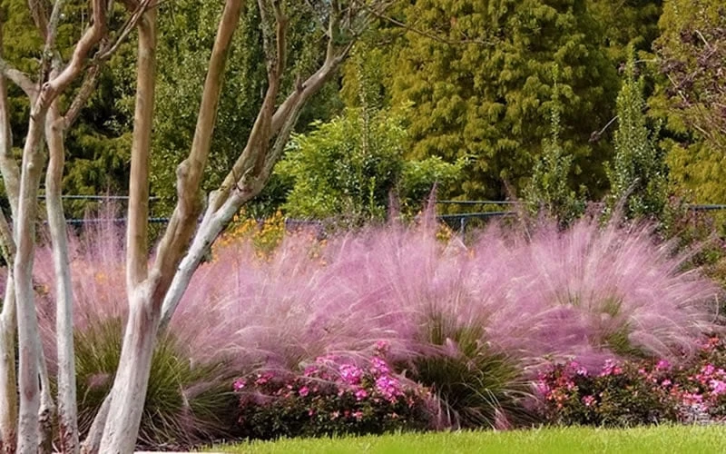 Pink Muhly Grass (Cotton Candy Grass) - 32 Pack Of 1 Gallon Pots - Image 10