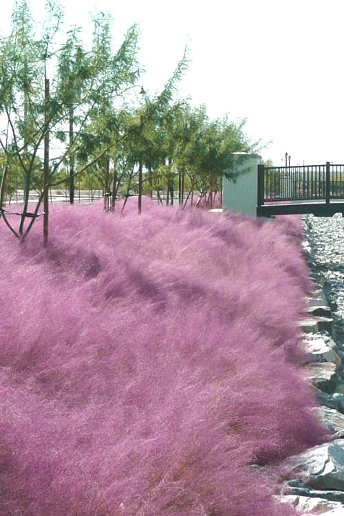 Pink Muhly Grass (Cotton Candy Grass) - 32 Pack Of 1 Gallon Pots - Image 6