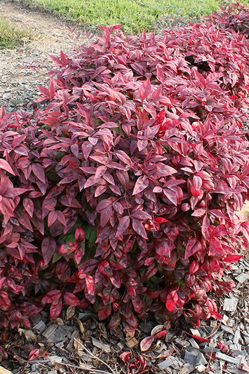 Blush Pink Nandina - 2 Gallon Pot - Image 8