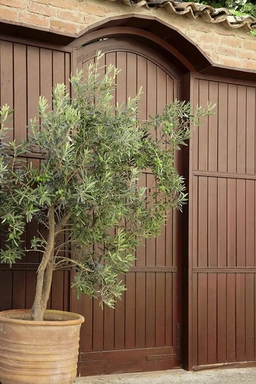 Arbequina Olive Tree - 7 Gallon Pot (4-5') - Image 5