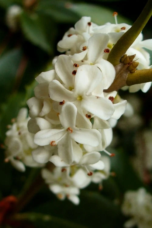 Fortune's Cold Hardy Tea Olive (Fragrant Osmanthus) - 3 Gallon Pot - Image 5