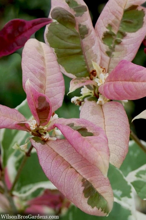 Pink Flush Variegated Tea Olive (Osmanthus Fragrans 'Yinbi Shuanghui') - 6 Pack Of Quart Pots - Image 5