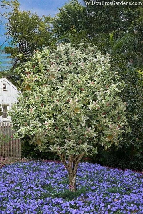 Pink Flush Variegated Tea Olive (Osmanthus Fragrans 'Yinbi Shuanghui') - 3 Gallon Pot - Image 6