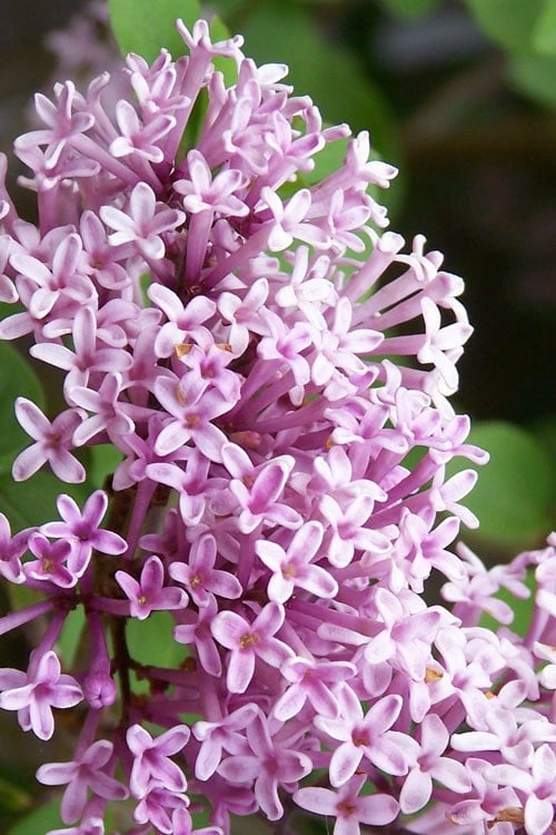 Palibin Lilac Tree (Single Trunk) - 7 Gallon Pot (5-6') - Image 4