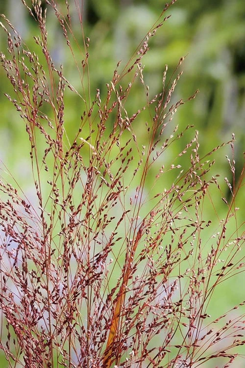 Squaw Switch Grass (Panicum Virgatum) - 1 Gallon Pot - Image 5