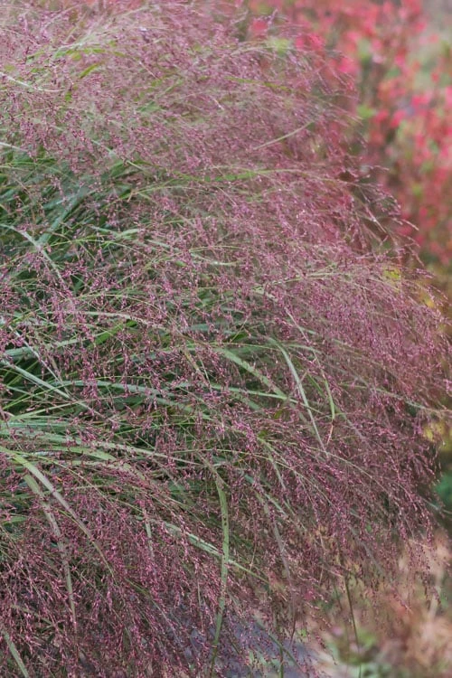 Squaw Switch Grass (Panicum Virgatum) - 1 Gallon Pot - Image 4