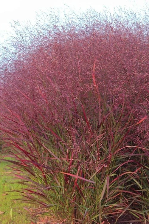 Squaw Switch Grass (Panicum Virgatum) - 1 Gallon Pot