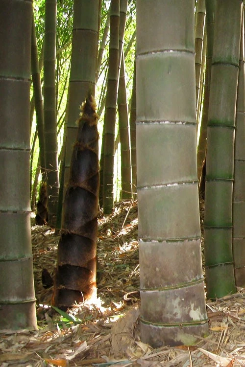 Moso Giant Bamboo (Phyllostachys Edulis 'Moso') - 3 Gallon Pot (2-4') - Image 12