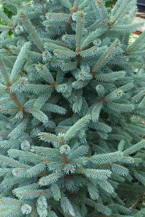 Paul's Select Blue Norway Spruce (Picea Abies) - 5 Gallon Pot - Image 4