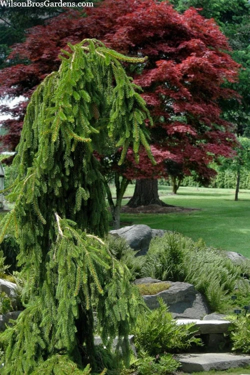 Weeping Norway Spruce (Picea Abies 'Pendula') - 2 Gallon Pot - Image 4