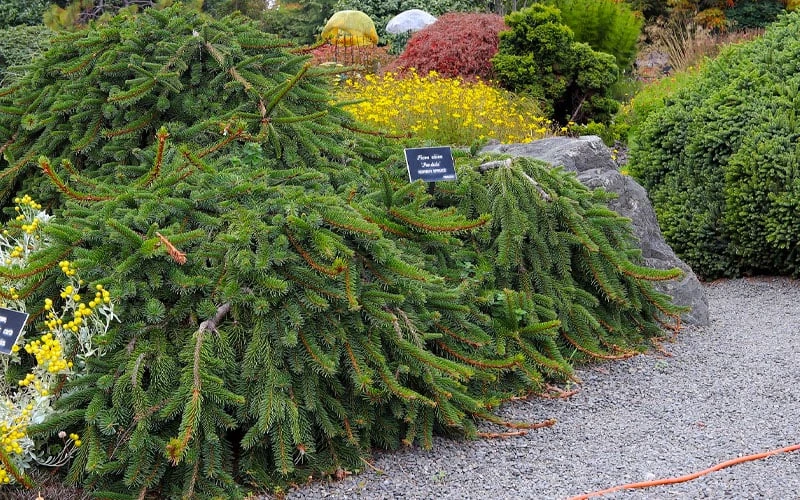 Weeping Norway Spruce (Picea Abies 'Pendula') - 2 Gallon Pot - Image 5