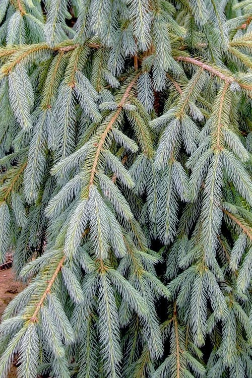 Bush's Lace Engelmann Spruce (Picea Engelmannii) - 3 Gallon Pot - Image 4