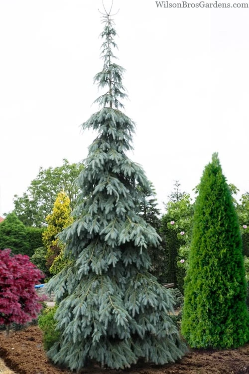 Bush's Lace Engelmann Spruce (Picea Engelmannii) - 3 Gallon Pot
