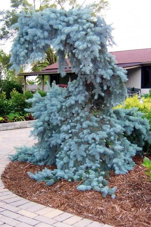 The Blues Colorado Spruce (Picea Pungens) - 6 Gallon Pot (2-3') - Image 6