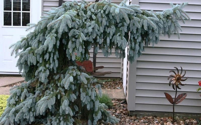 The Blues Colorado Spruce (Picea Pungens) - 6 Gallon Pot (2-3') - Image 4