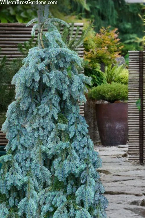 The Blues Colorado Spruce (Picea Pungens) - 6 Gallon Pot (2-3')