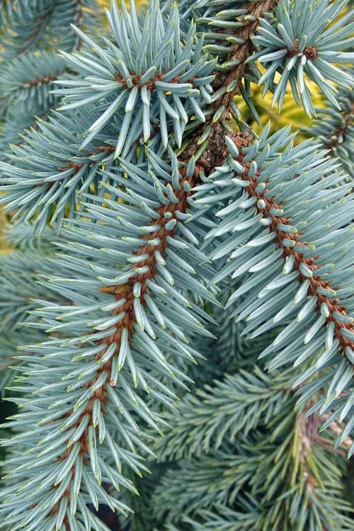 The Blues Colorado Spruce (Picea Pungens) - 6 Gallon Pot (2-3') - Image 7