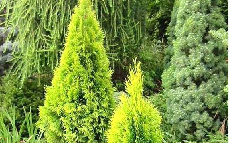 Highlights Arborvitae Thuja Janed Gold - 1 Gallon Pot - Image 4