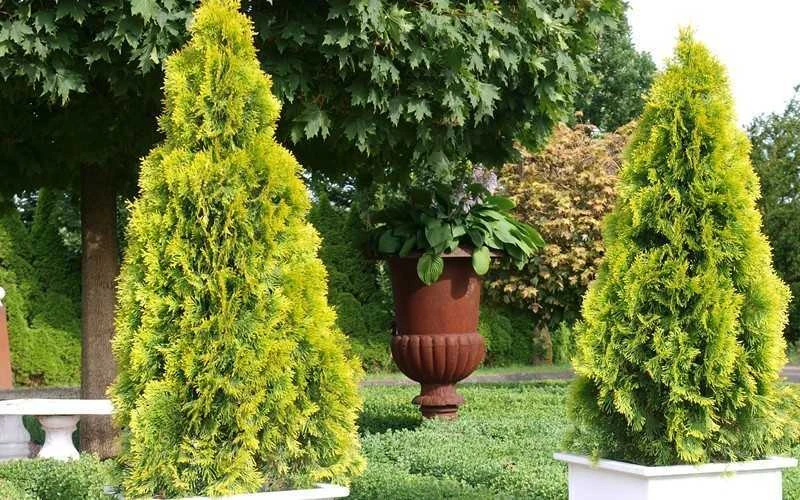Highlights Arborvitae Thuja Janed Gold - 6 Gallon Pot - Image 5