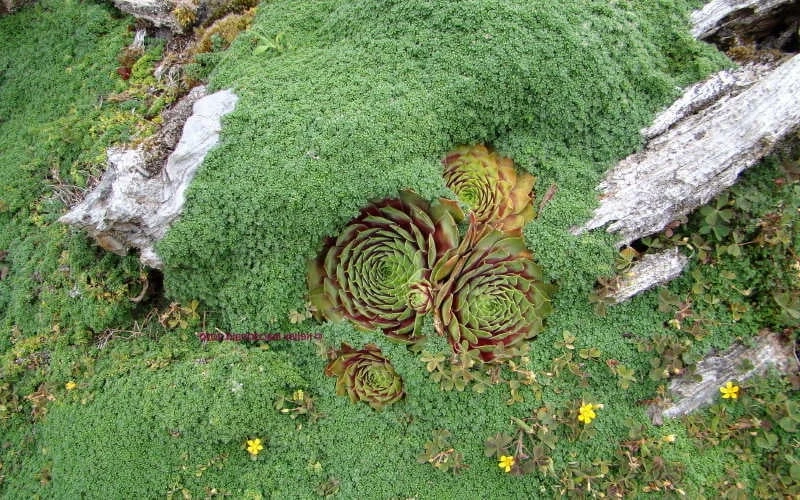 Elfin Creeping Thyme (Thymus Serpyllum 'Elfin') - 5 Pack Of Quart Pots - Image 5