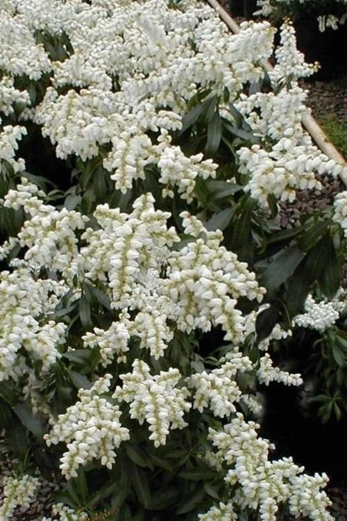 Southern Lady Pieris - 3 Gallon Pot