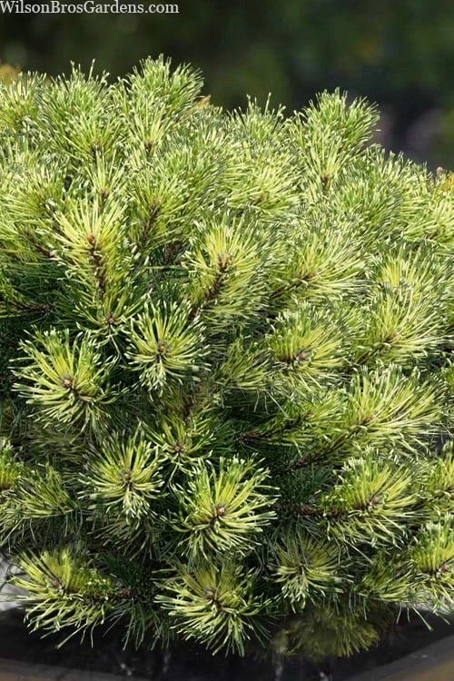 Sunshine Mugo Pine - 2 Gallon Pot - Image 4