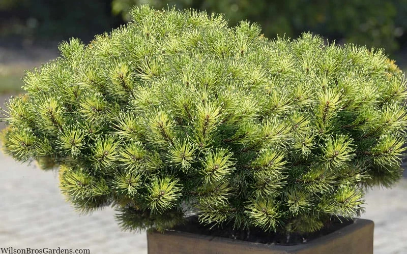 Sunshine Mugo Pine - 2 Gallon Pot - Image 6
