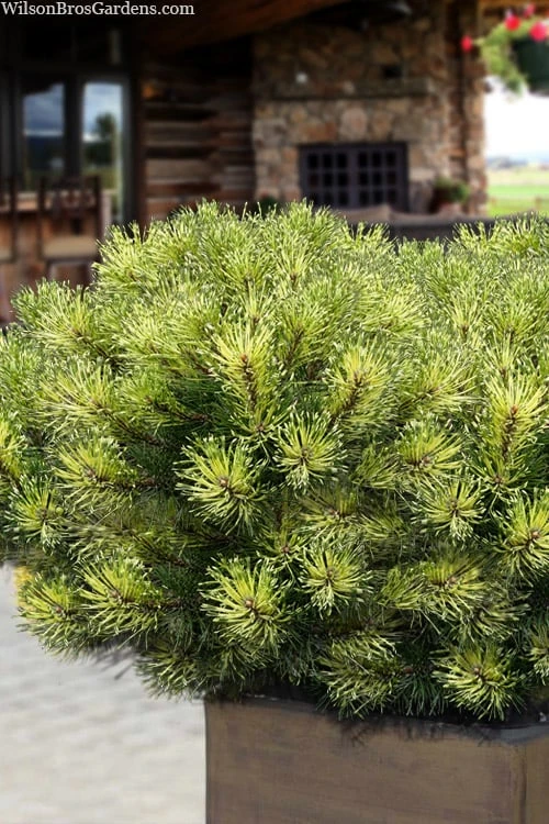 Sunshine Mugo Pine - 2 Gallon Pot - Image 5