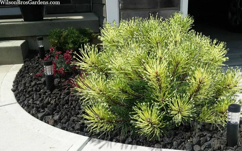 Sunshine Mugo Pine - 2 Gallon Pot - Image 8