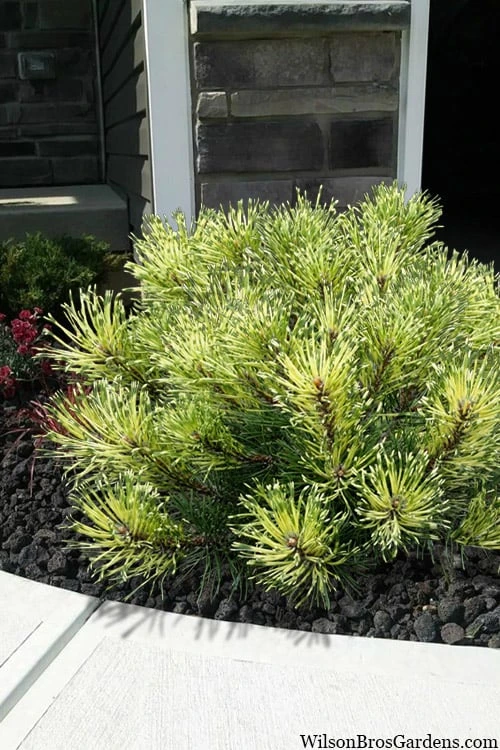 Sunshine Mugo Pine - 2 Gallon Pot - Image 7
